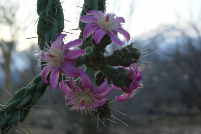 Floternera en la biosfera